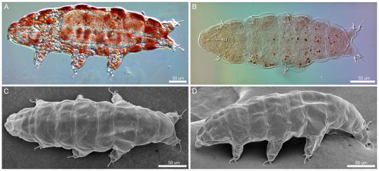 광학현미경과 전자현미경으로 촬영한 신종 완보동물 모습  극지연 제공